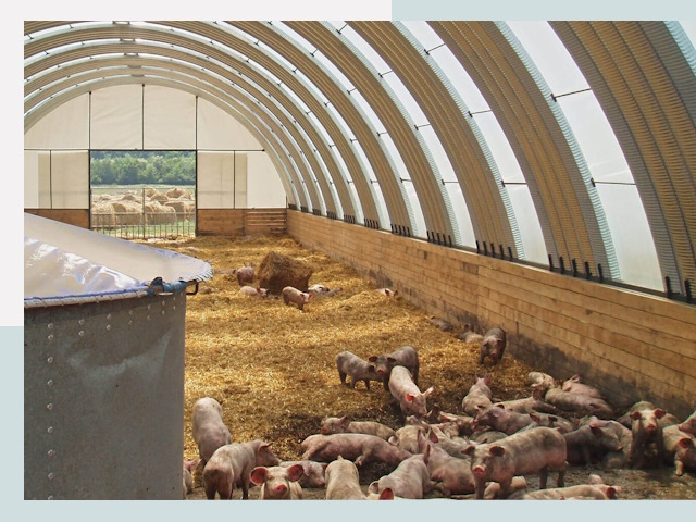 Строительство свинарников в лесном